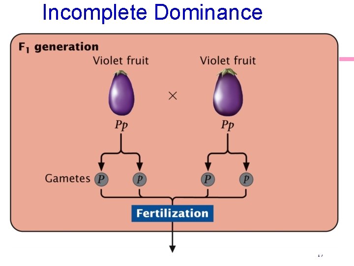 Incomplete Dominance 17 