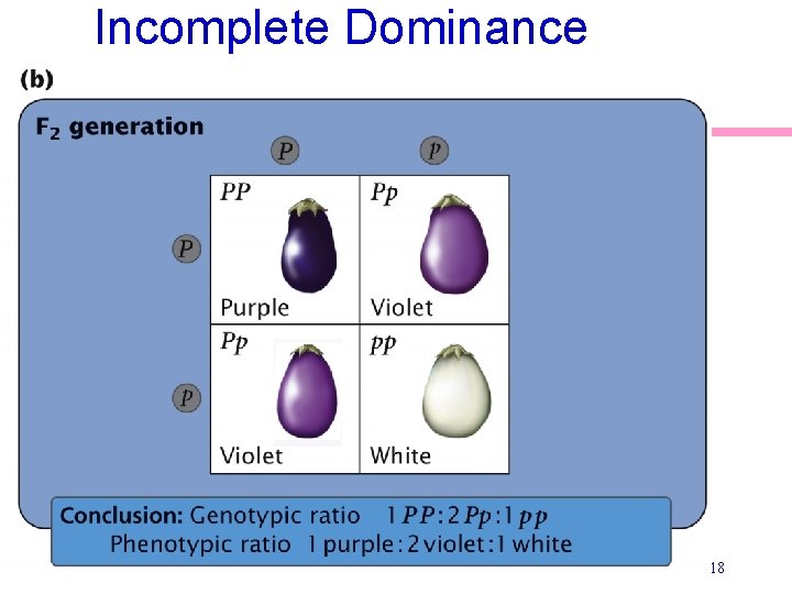 Incomplete Dominance 18 
