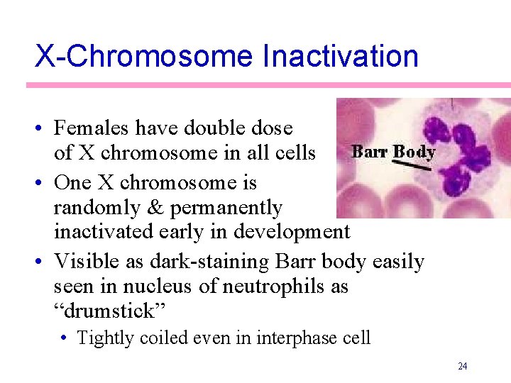 X-Chromosome Inactivation • Females have double dose of X chromosome in all cells •