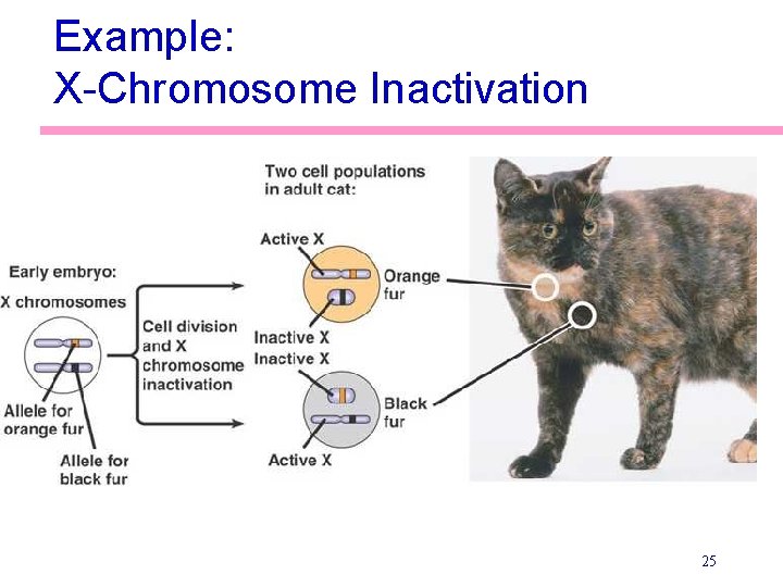 Example: X-Chromosome Inactivation 25 