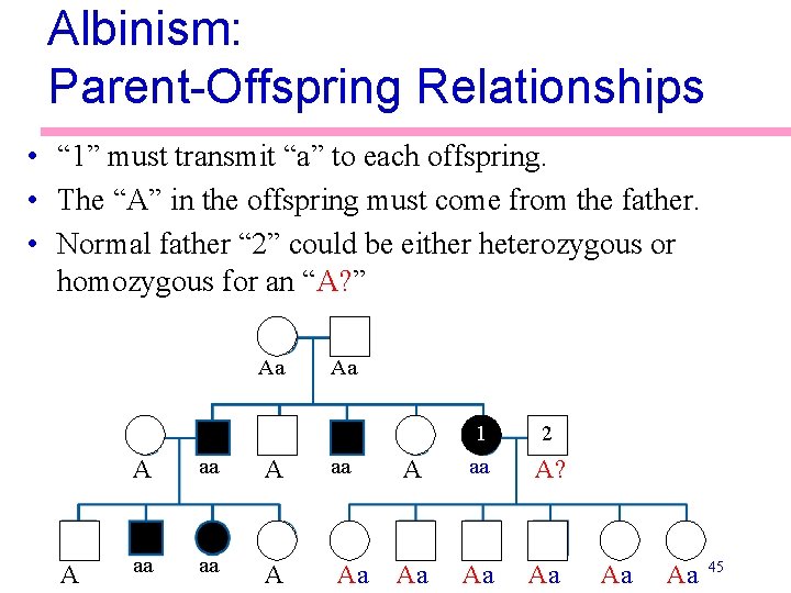 Albinism: Parent-Offspring Relationships • “ 1” must transmit “a” to each offspring. • The