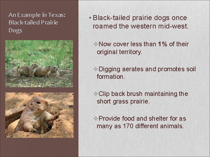 An Example in Texas: Black-tailed Prairie Dogs • Black-tailed prairie dogs once roamed the