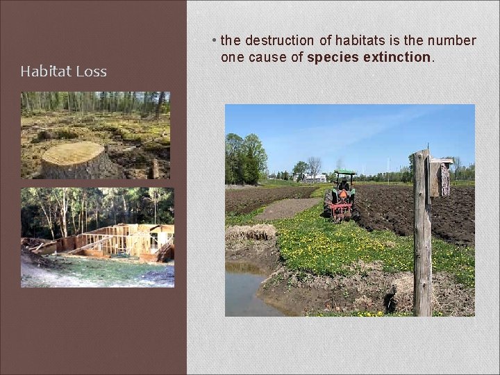 Habitat Loss • the destruction of habitats is the number one cause of species