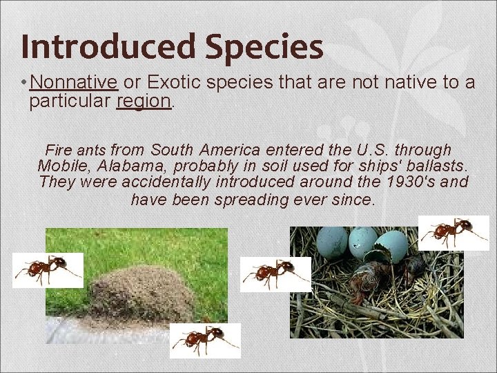Introduced Species • Nonnative or Exotic species that are not native to a particular