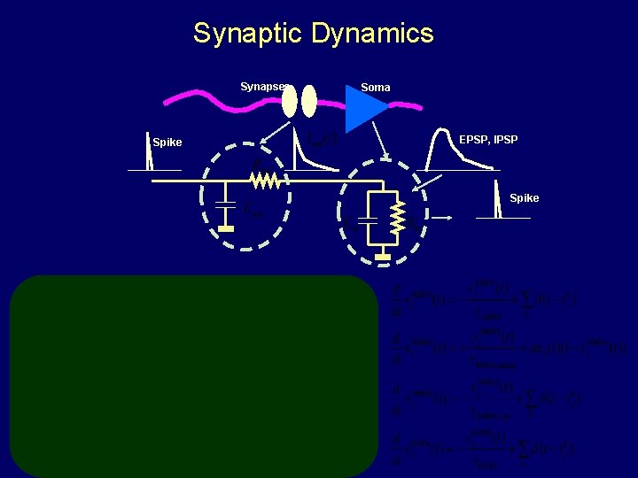 Synaptic Dynamics Synapses Spike Soma EPSP, IPSP Spike 