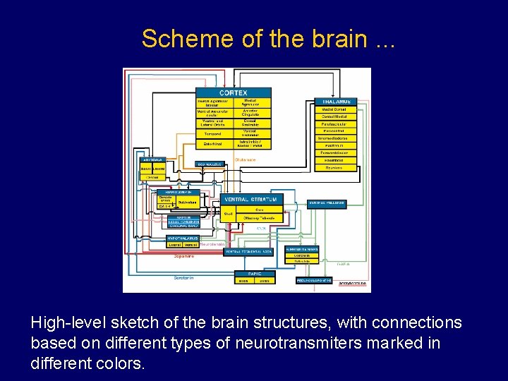 Scheme of the brain. . . High-level sketch of the brain structures, with connections