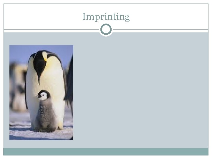 Imprinting 