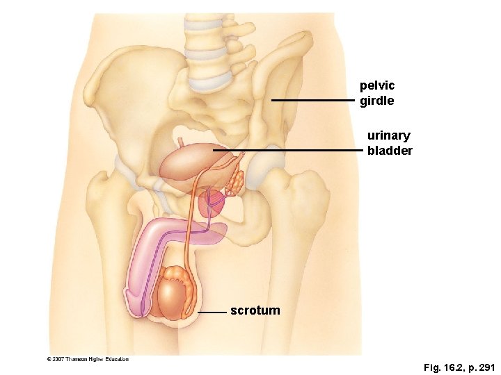 pelvic girdle urinary bladder scrotum Fig. 16. 2, p. 291 