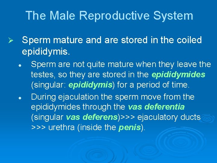The Male Reproductive System Sperm mature and are stored in the coiled epididymis. Ø