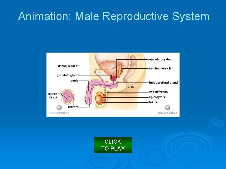 Animation: Male Reproductive System CLICK TO PLAY 