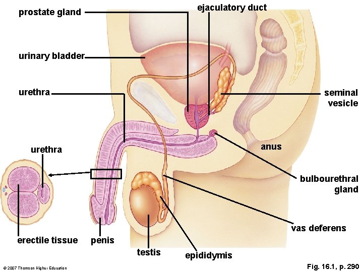 ejaculatory duct prostate gland urinary bladder urethra seminal vesicle anus urethra bulbourethral gland vas