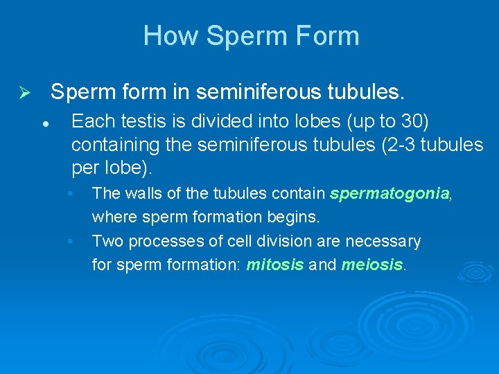 How Sperm Form Sperm form in seminiferous tubules. Ø l Each testis is divided