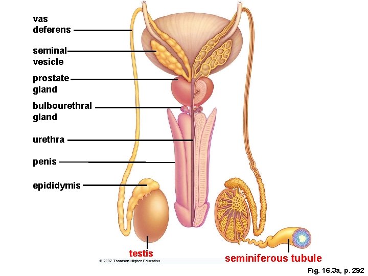 vas deferens seminal vesicle prostate gland bulbourethral gland urethra penis epididymis testis seminiferous tubule