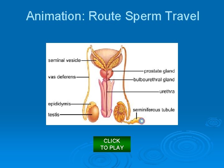 Animation: Route Sperm Travel CLICK TO PLAY 