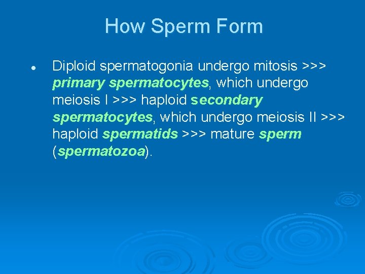 How Sperm Form l Diploid spermatogonia undergo mitosis >>> primary spermatocytes, which undergo meiosis