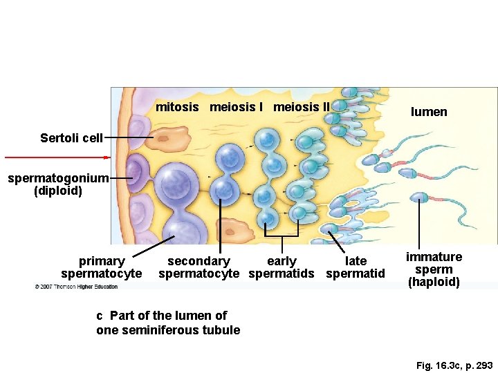 mitosis meiosis II lumen Sertoli cell spermatogonium (diploid) primary spermatocyte secondary early late spermatocyte