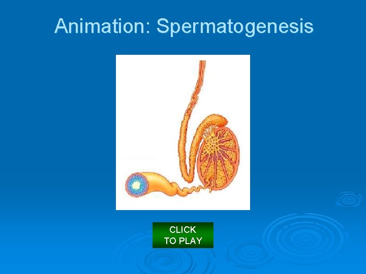 Animation: Spermatogenesis CLICK TO PLAY 