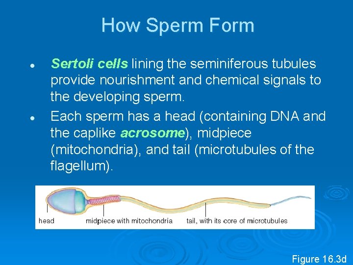 How Sperm Form l l Sertoli cells lining the seminiferous tubules provide nourishment and