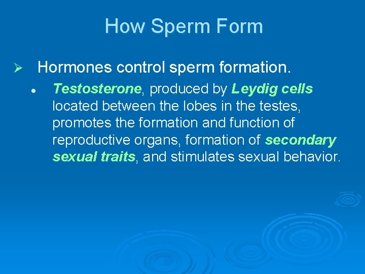 How Sperm Form Hormones control sperm formation. Ø l Testosterone, produced by Leydig cells