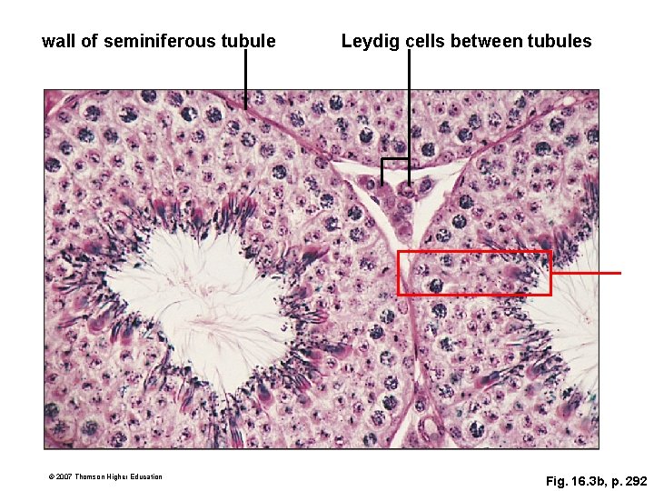 wall of seminiferous tubule © 2007 Thomson Higher Education Leydig cells between tubules Fig.