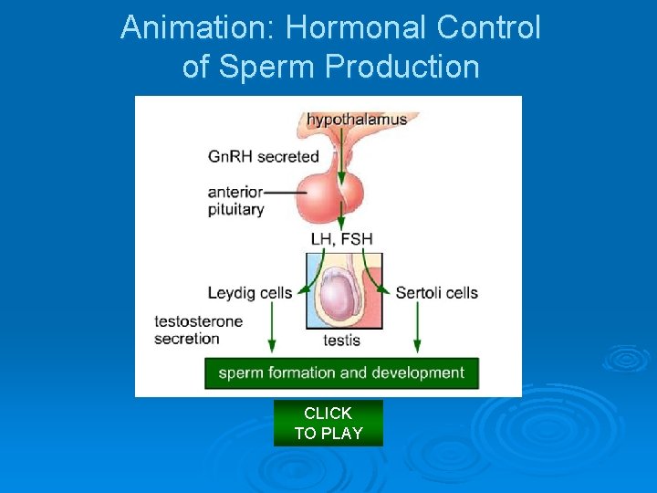 Animation: Hormonal Control of Sperm Production CLICK TO PLAY 