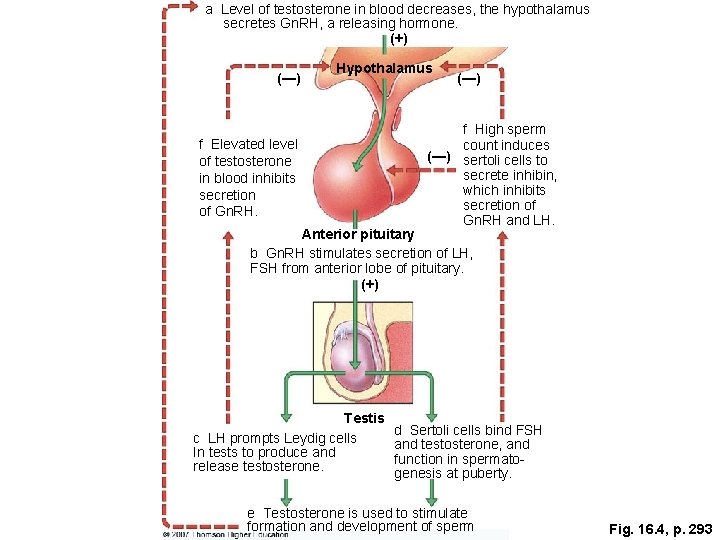 a Level of testosterone in blood decreases, the hypothalamus secretes Gn. RH, a releasing