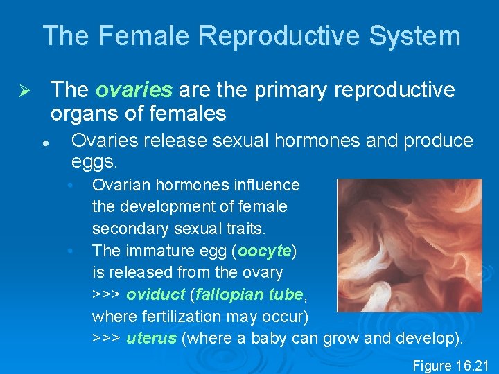 The Female Reproductive System The ovaries are the primary reproductive organs of females Ø