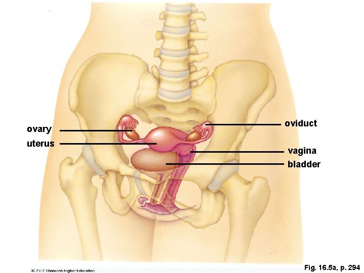 ovary uterus oviduct vagina bladder Fig. 16. 5 a, p. 294 