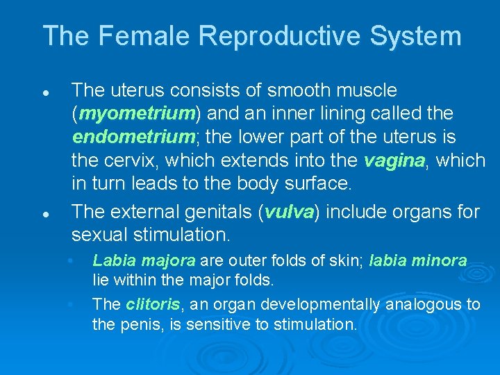 The Female Reproductive System l l The uterus consists of smooth muscle (myometrium) and