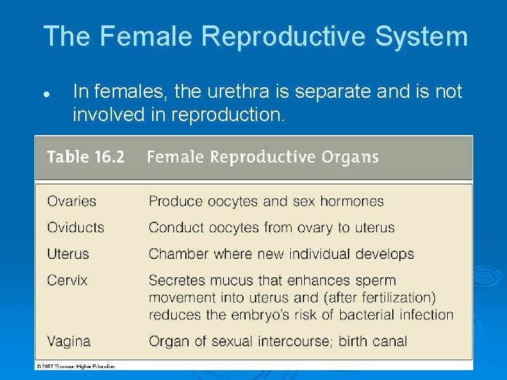 The Female Reproductive System l In females, the urethra is separate and is not