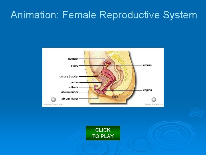 Animation: Female Reproductive System CLICK TO PLAY 