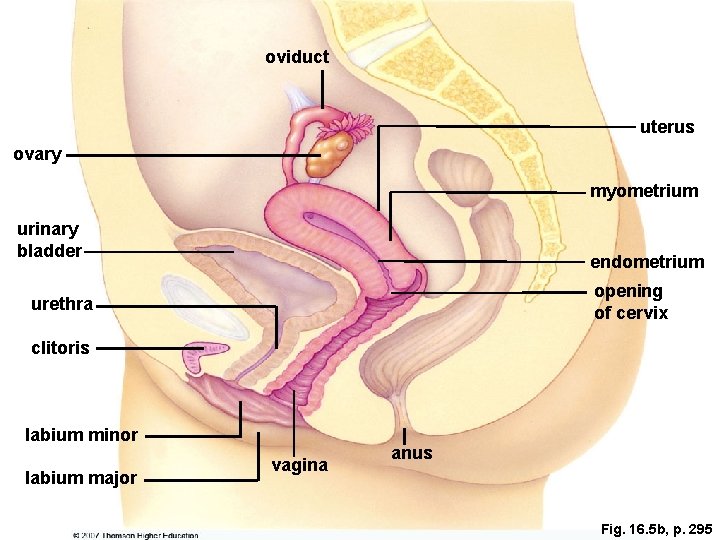 oviduct uterus ovary myometrium urinary bladder endometrium opening of cervix urethra clitoris labium minor