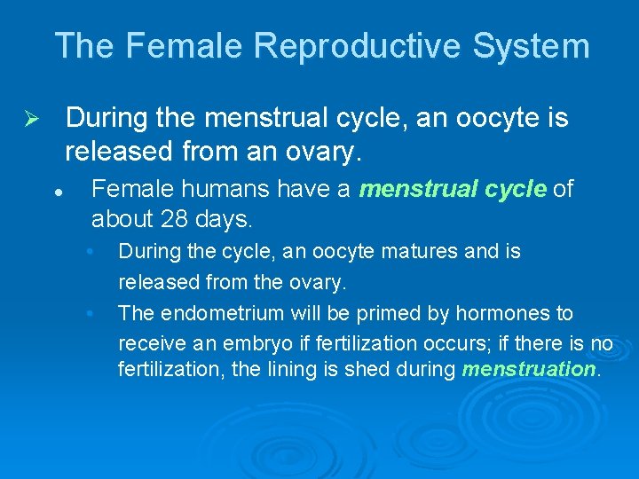 The Female Reproductive System During the menstrual cycle, an oocyte is released from an