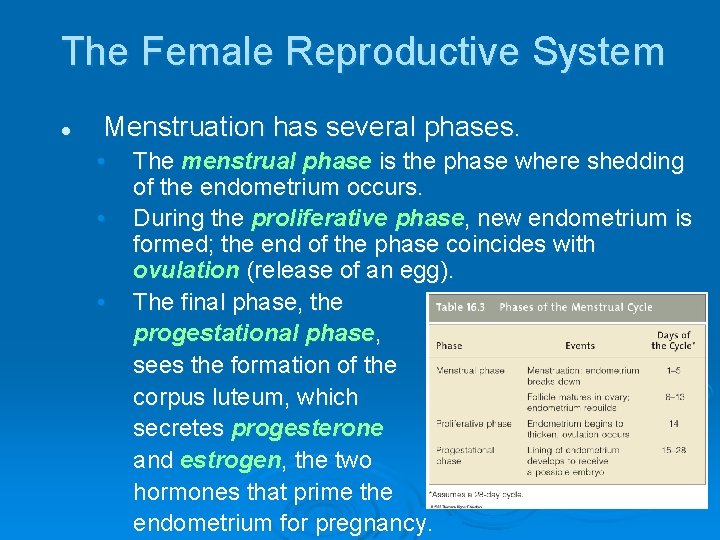 The Female Reproductive System l Menstruation has several phases. • • • The menstrual