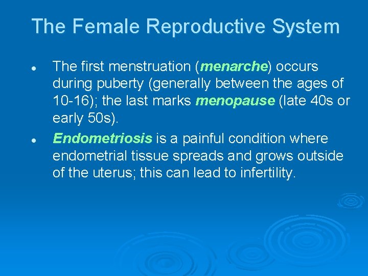 The Female Reproductive System l l The first menstruation (menarche) occurs during puberty (generally