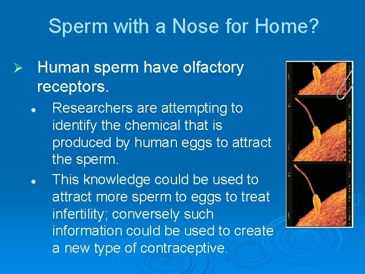 Sperm with a Nose for Home? Human sperm have olfactory receptors. Ø l l