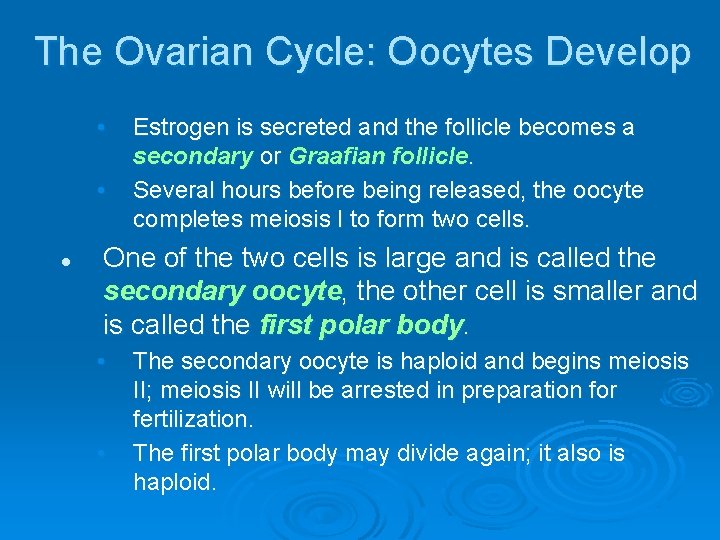 The Ovarian Cycle: Oocytes Develop • • l Estrogen is secreted and the follicle