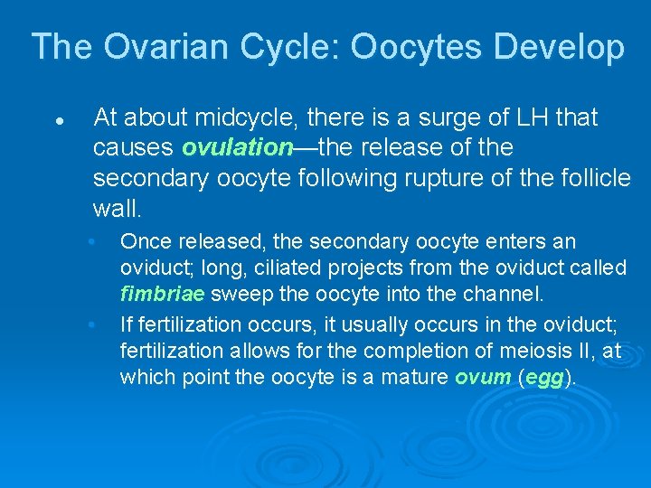 The Ovarian Cycle: Oocytes Develop l At about midcycle, there is a surge of