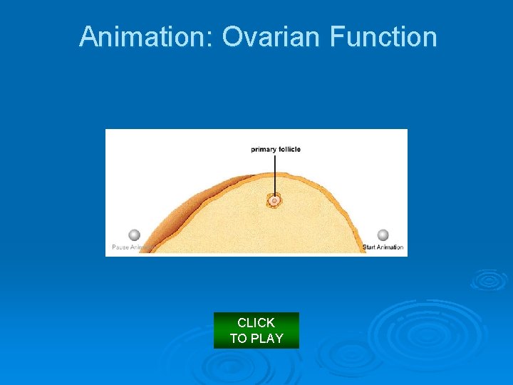 Animation: Ovarian Function CLICK TO PLAY 