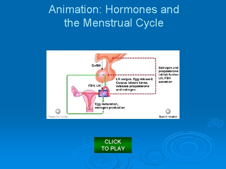 Animation: Hormones and the Menstrual Cycle CLICK TO PLAY 