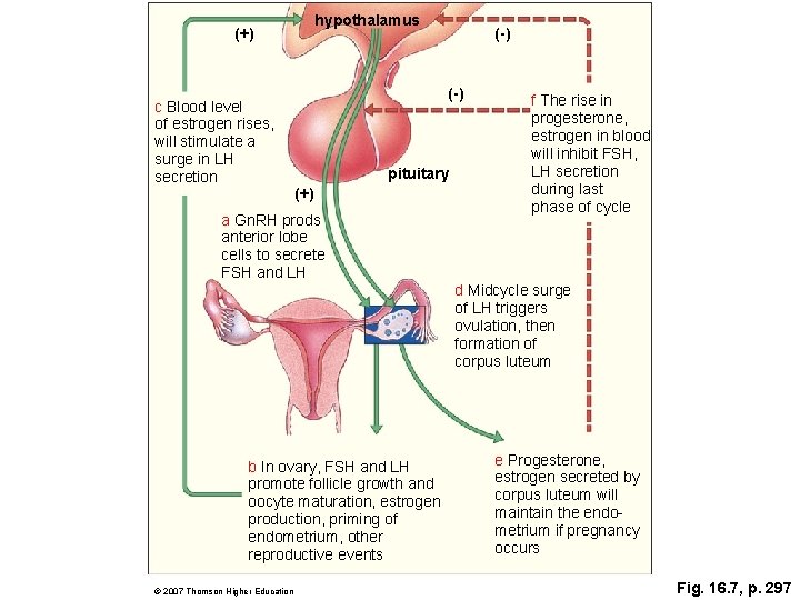 hypothalamus (+) c Blood level of estrogen rises, will stimulate a surge in LH