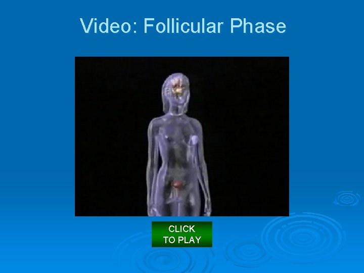 Video: Follicular Phase CLICK TO PLAY 