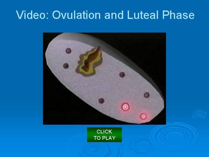 Video: Ovulation and Luteal Phase CLICK TO PLAY 