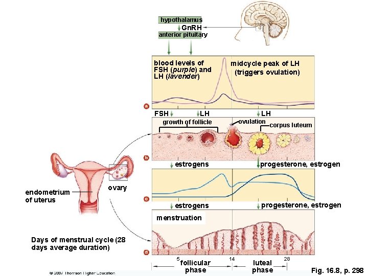 hypothalamus Gn. RH anterior pituitary blood levels of FSH (purple) and LH (lavender) FSH