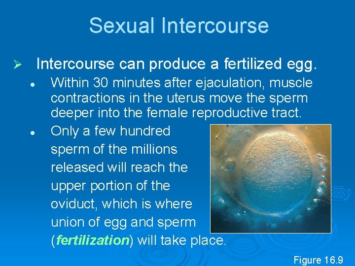 Sexual Intercourse can produce a fertilized egg. Ø l l Within 30 minutes after