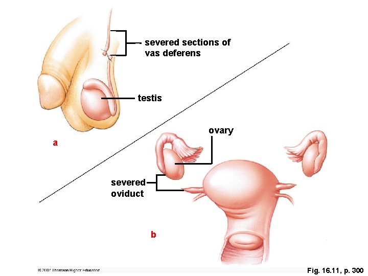 severed sections of vas deferens testis ovary a severed oviduct b Fig. 16. 11,