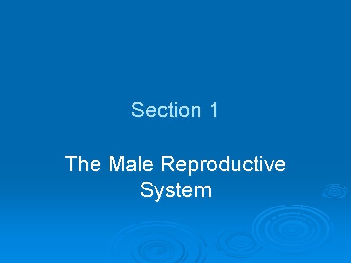 Section 1 The Male Reproductive System 