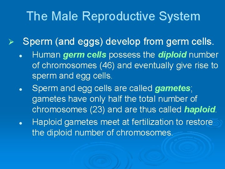 The Male Reproductive System Sperm (and eggs) develop from germ cells. Ø l l