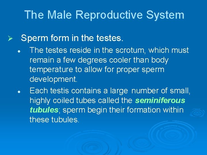 The Male Reproductive System Sperm form in the testes. Ø l l The testes