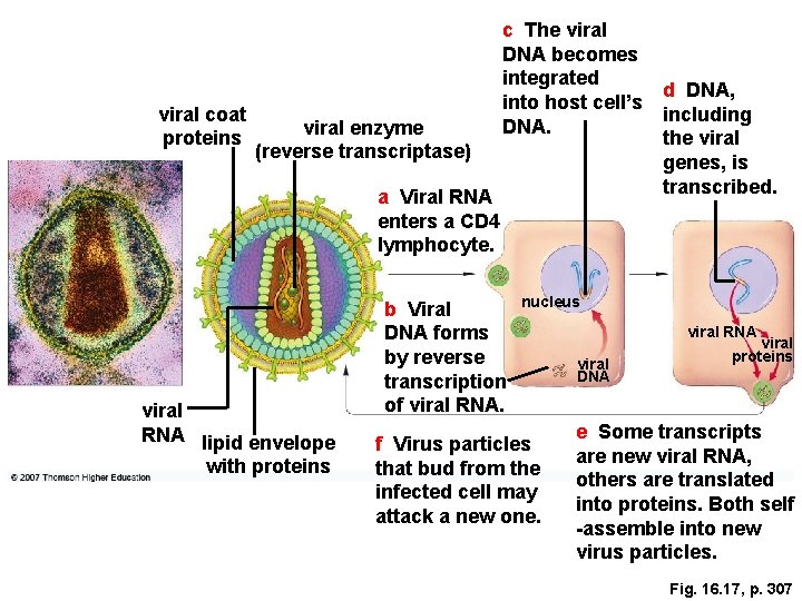 viral coat proteins viral enzyme (reverse transcriptase) c The viral DNA becomes integrated into